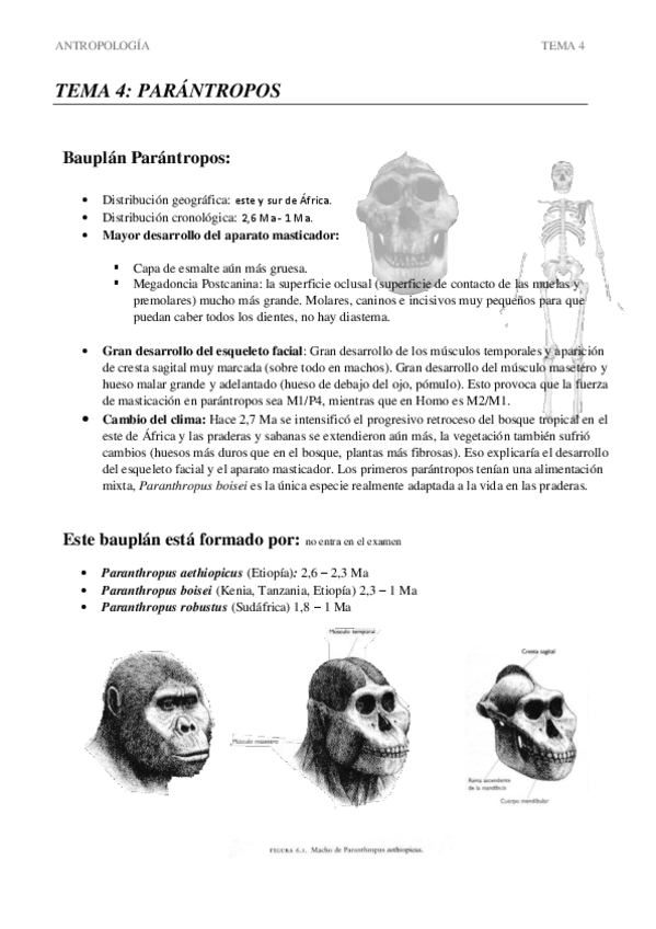 Miniatura del documento TEMA-4-Parantropos.pdf