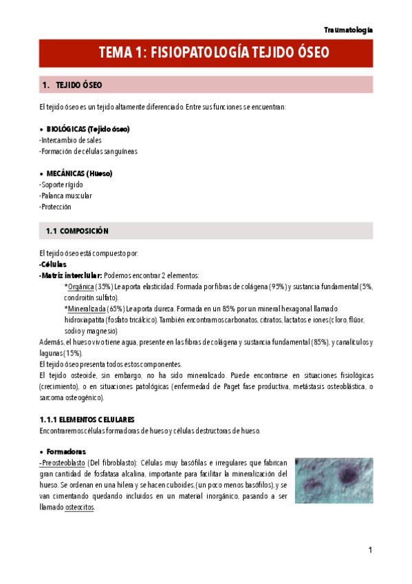 Miniatura del documento T1-FISIOPATOLOGIA-OSEA.pdf