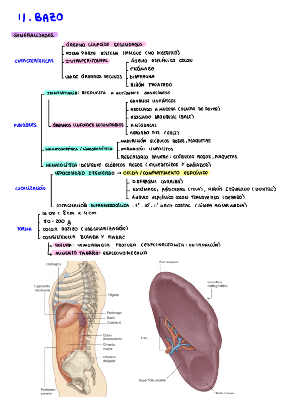 Miniatura del documento Bazo.pdf