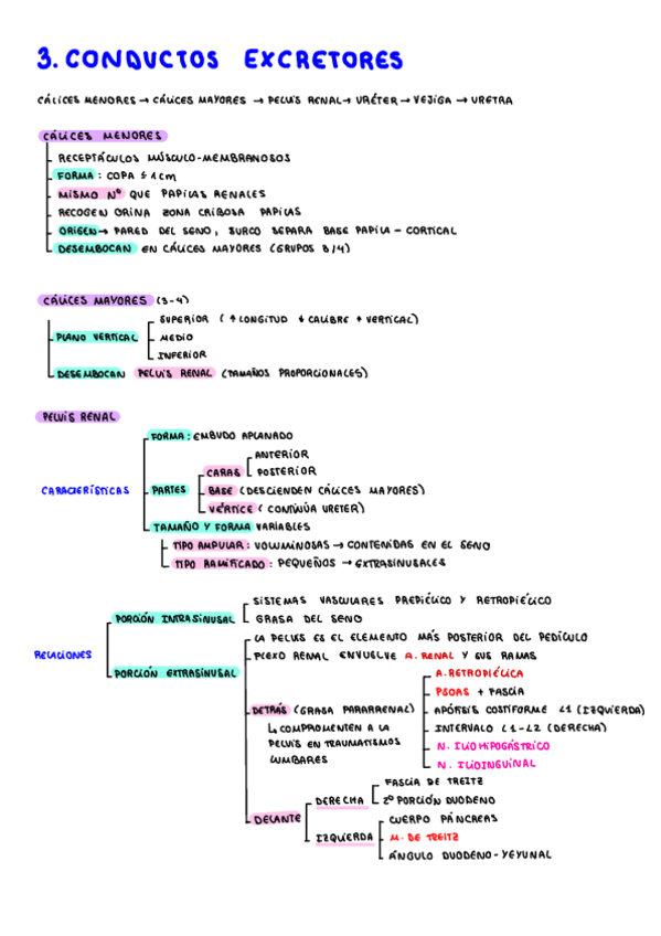 Miniatura del documento Conductos-excretores.pdf