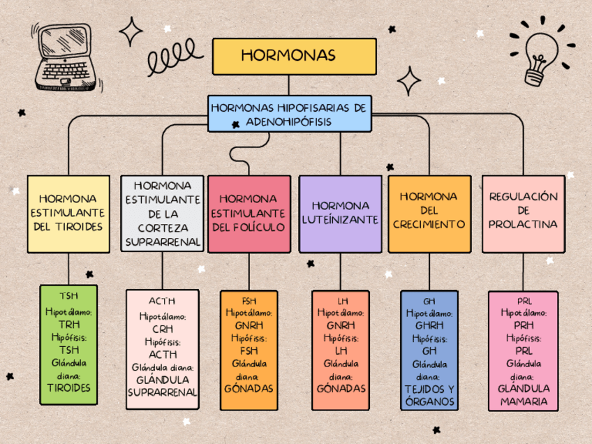 Miniatura del documento Esquema-Hormonas-Adenohipofisis.pdf