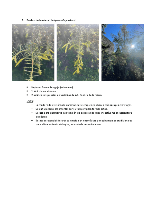 Miniatura del documento GRUPO-1.-PRACTICA-EN-EL-JARDIN-BOTANICO..pdf