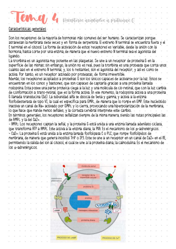 Miniatura del documento Tema-4-Receptores-acoplados-a-proteinas-G.pdf