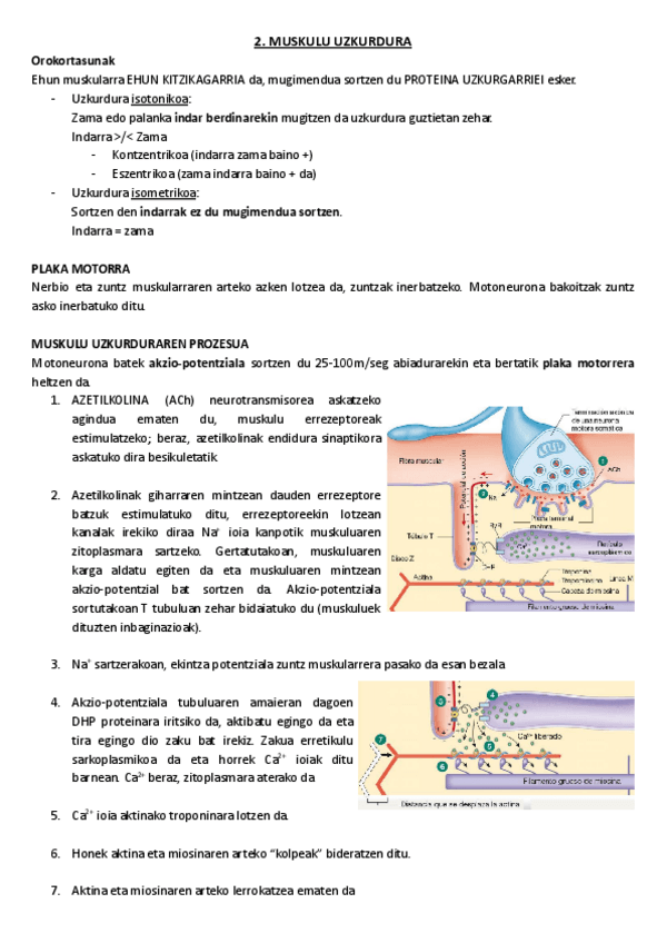 Miniatura del documento 2.-Muskulu-uzkurdura.pdf