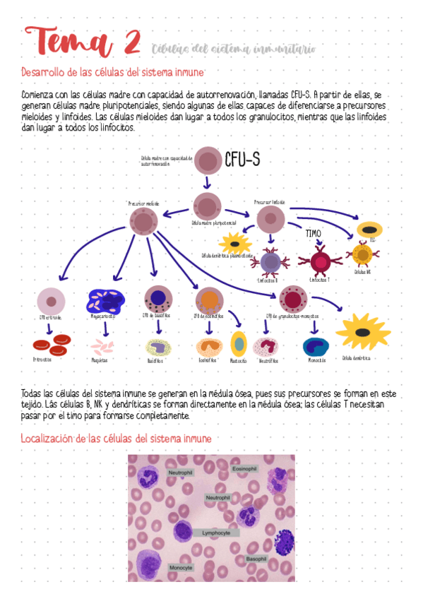 Miniatura del documento Tema-2-Celulas-del-sistema-inmunitario.pdf