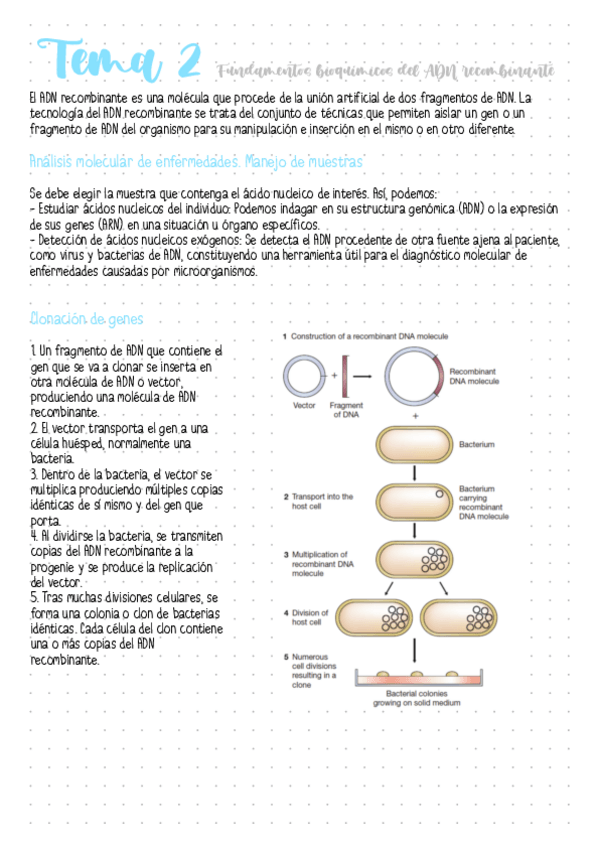 Miniatura del documento Tema 2 Fundamentos bioquímicos del ADN recombinante.pdf