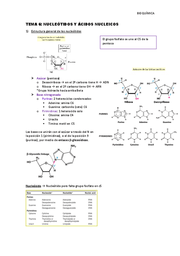 Miniatura del documento Tema-6-acidos-nucleicos.pdf