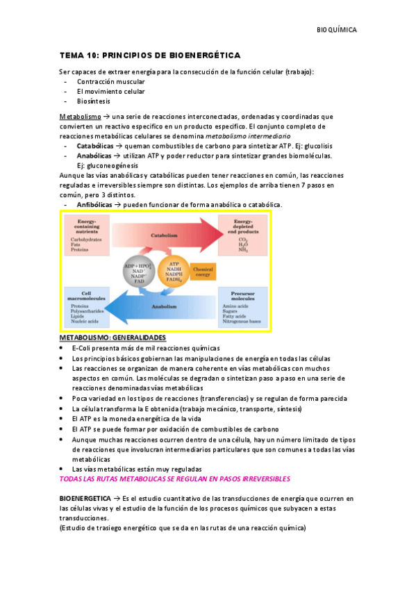 Miniatura del documento Tema-10-principios-de-bioenergetica.pdf