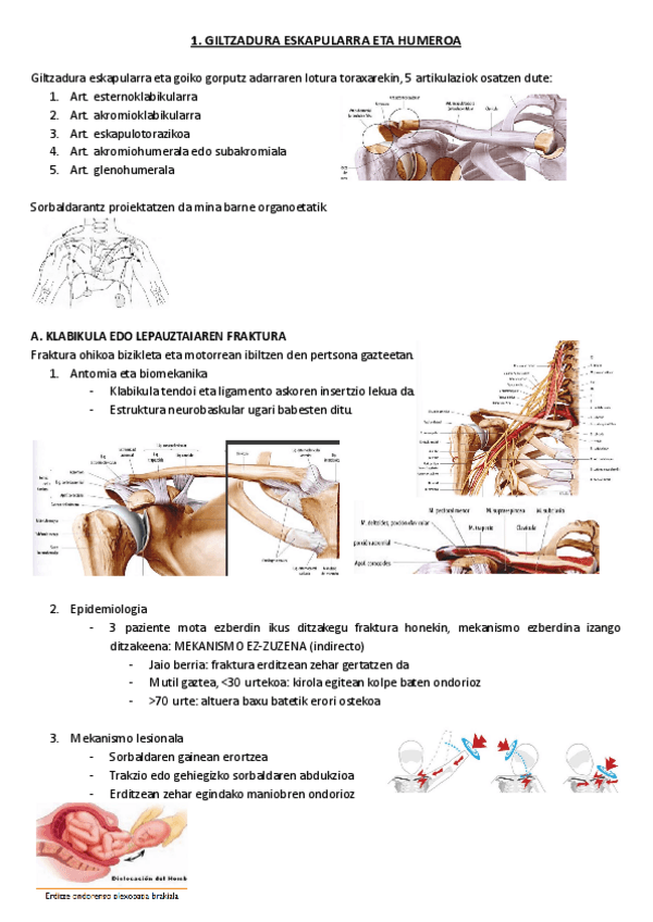 Miniatura del documento 2.-Giltzadura-eskapularra-eta-humeroa.pdf