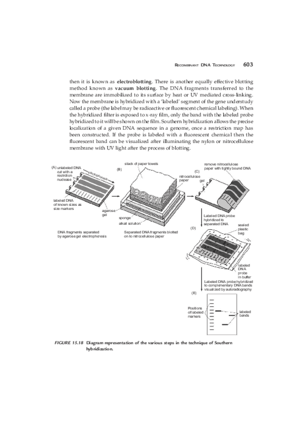 Miniatura del documento llibre1-45.pdf