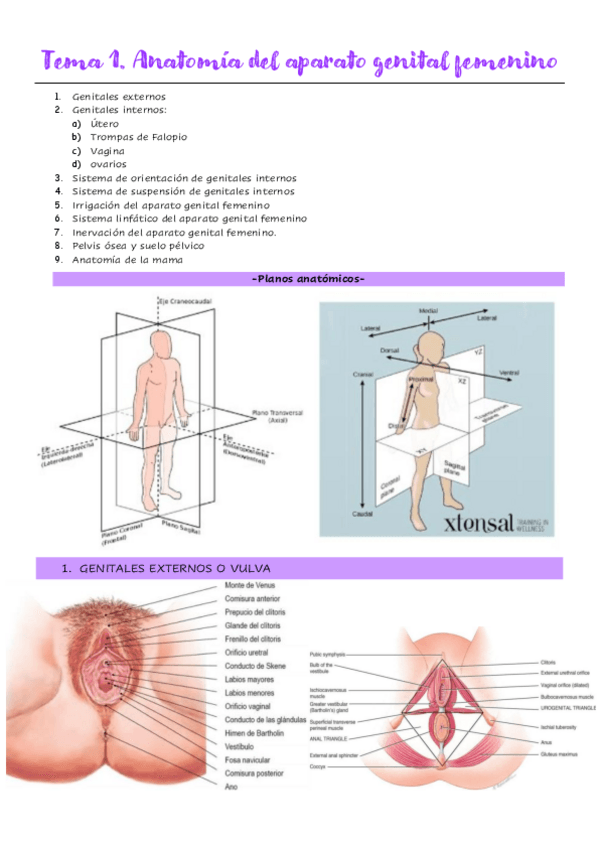 Miniatura del documento Tema-1.-Anatomia-del-aparato-genital-femenino.pdf