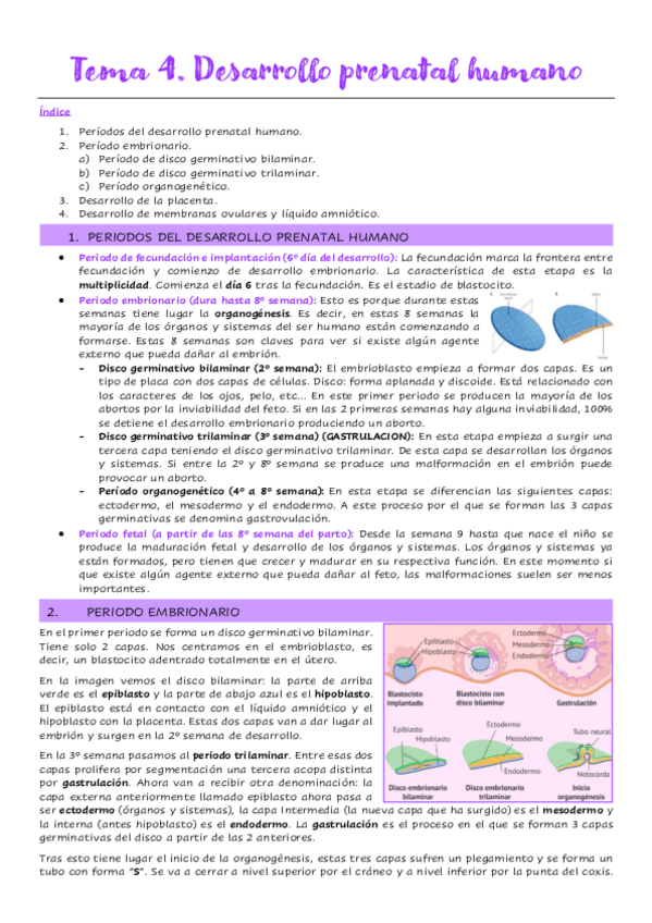 Miniatura del documento Tema-4.-Desarrollo-prenatal-humano.pdf
