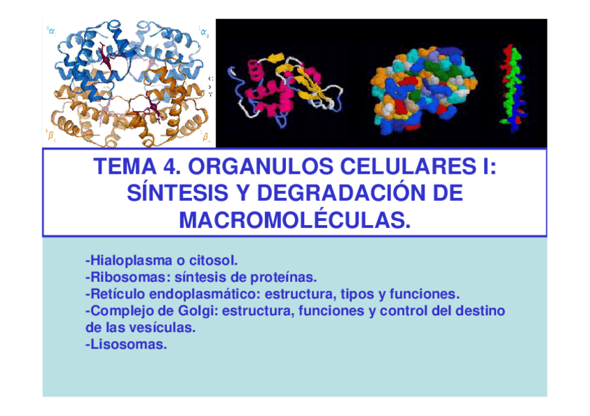Miniatura del documento Tema 4.-Sintesis y degradación de macromoleculas.pdf