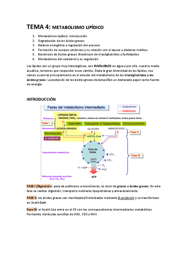 Miniatura del documento TEMA-4.-Metabolismo-Lipidicopdf.pdf