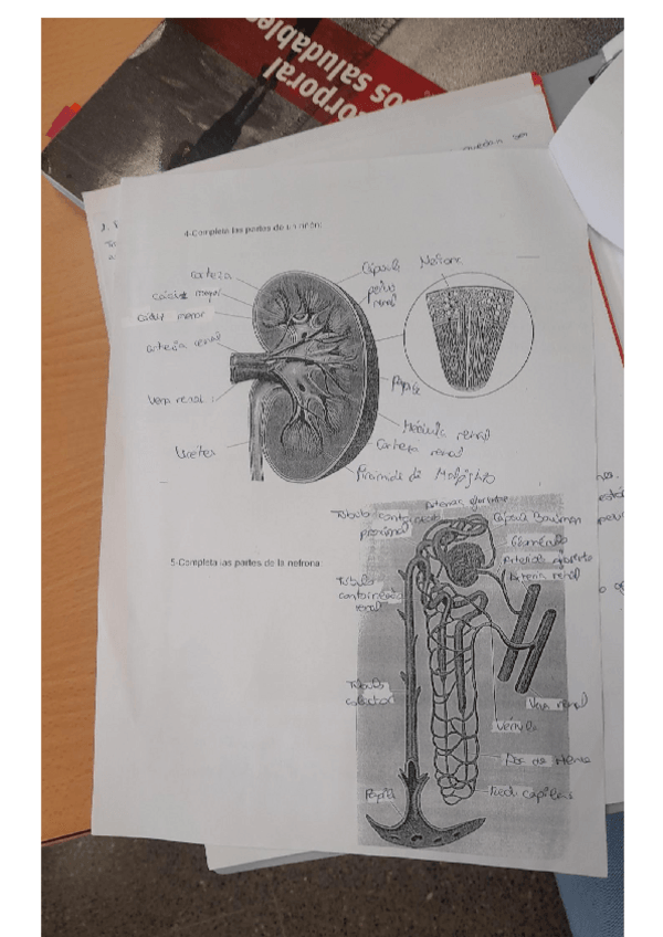 Miniatura del documento ficha-imagen.pdf
