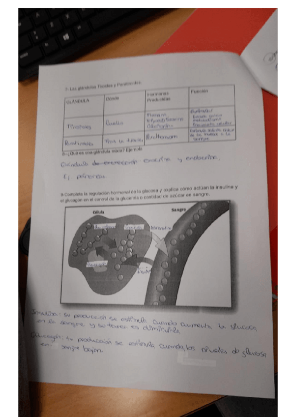 Miniatura del documento Lamina-II-tema-9-Sistema-Endocrino-y-reproductor..pdf