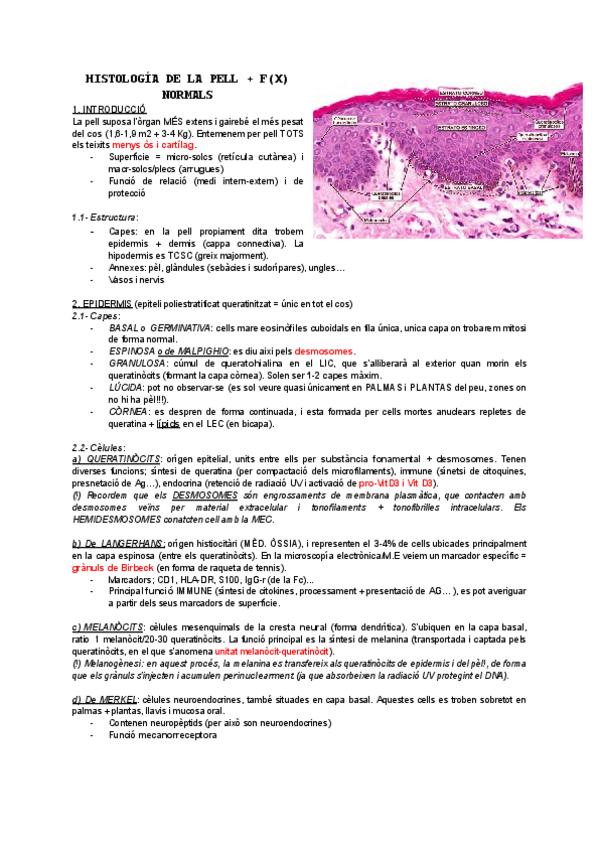 Miniatura del documento Resum-introduccio-T-1-i-2.pdf