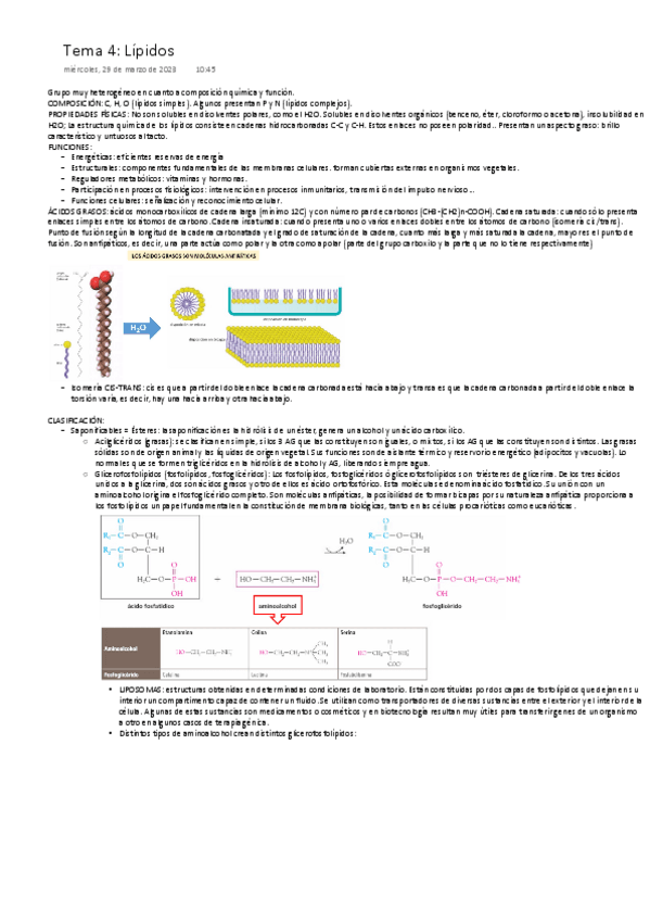 Miniatura del documento Lipidos-ONE-NOTE.pdf