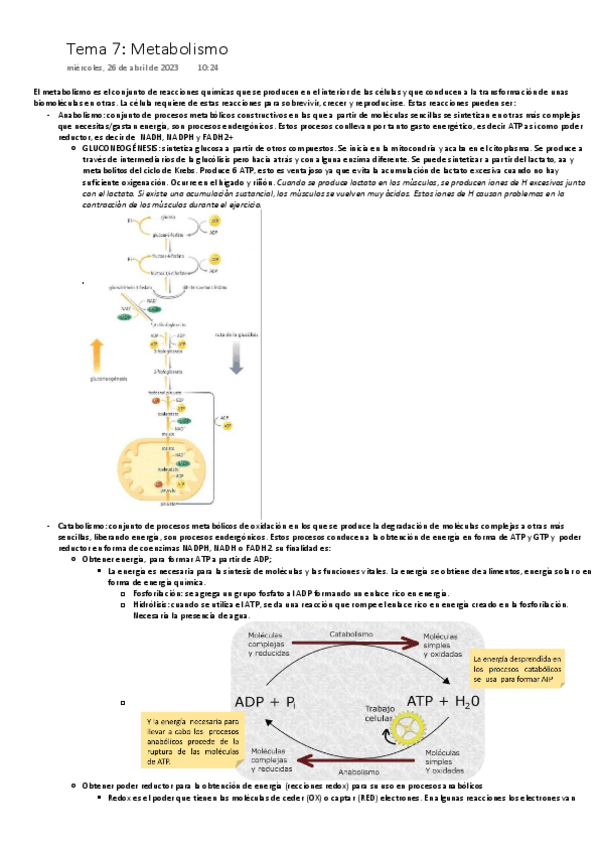 Miniatura del documento Metabolismo-ONE-NOTE.pdf