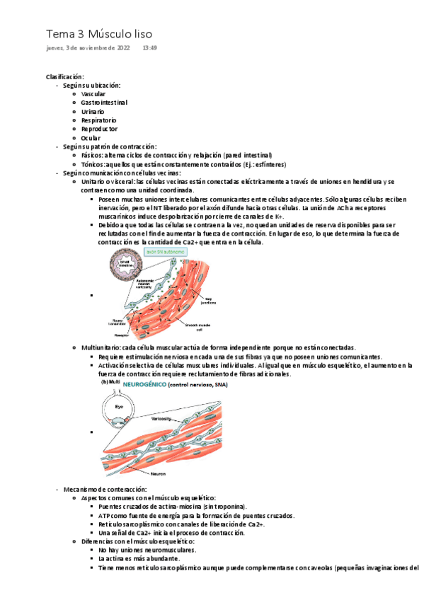 Miniatura del documento Tema-3-Fisiologia-del-musculo-IV.-Musculo-liso-ONE-DRIVE.pdf