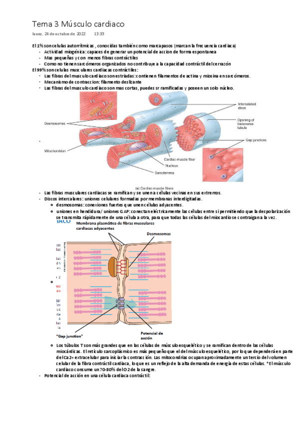 Miniatura del documento Tema-3-Fisiologia-del-musculo-IV.-Musculo-cardiaco-ONE-DRIVE.pdf