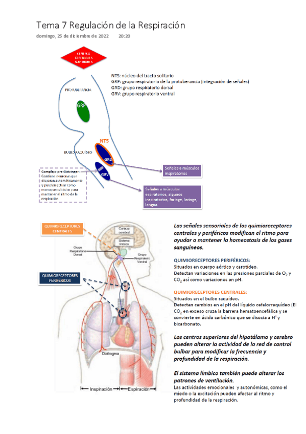 Miniatura del documento Tema-7-Regulacion-de-la-respiracion-ONE-DRIVE.pdf