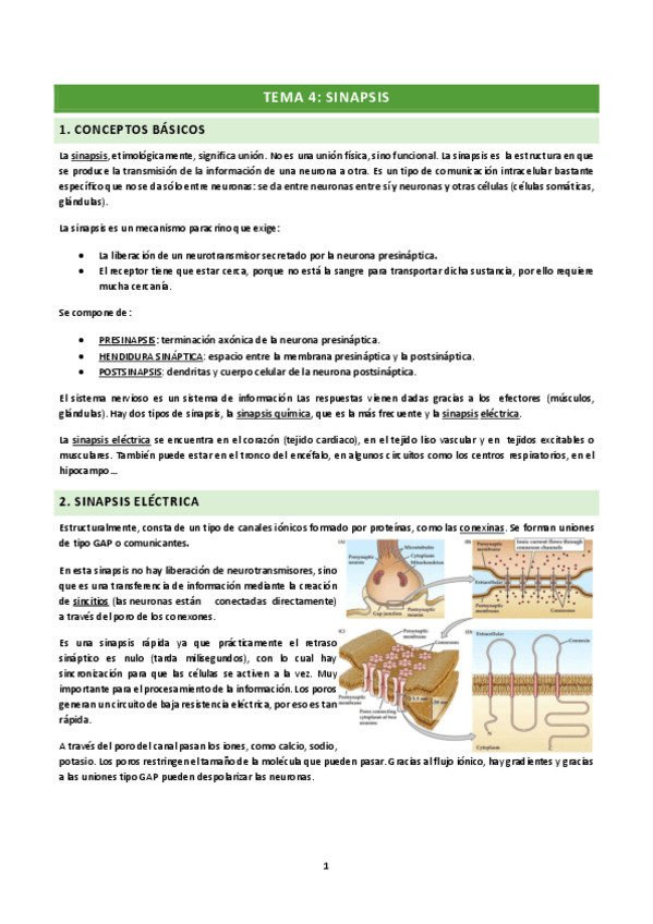 Miniatura del documento TEMA 4: SINAPSIS.pdf