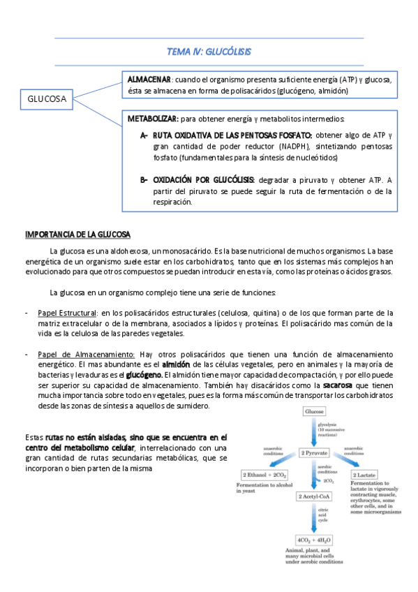 Miniatura del documento BLOQUE-II-CARBOHIDRATOS.pdf