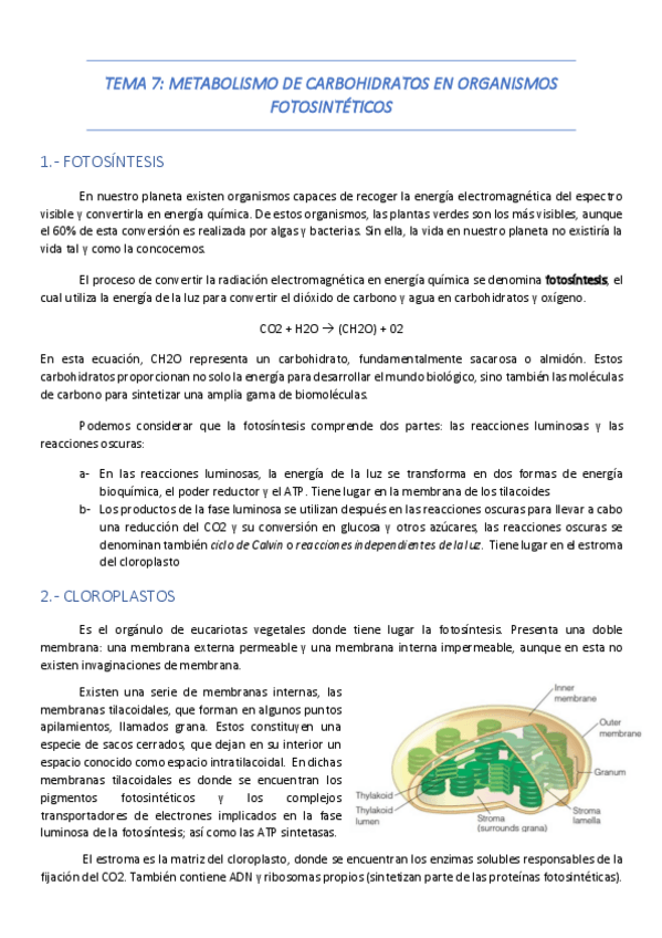 Miniatura del documento tema7-carbohidratos-plantas.pdf