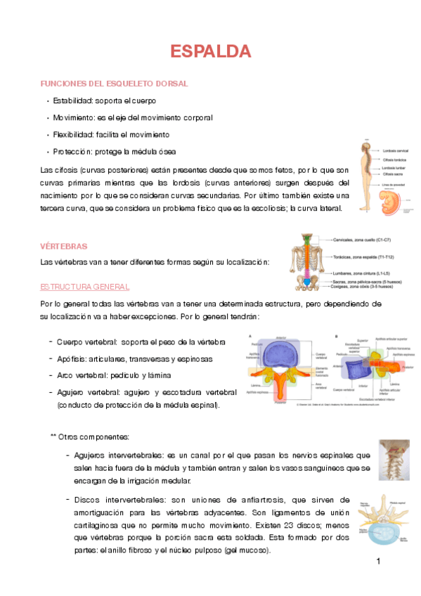Miniatura del documento Espalda.pdf