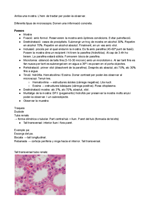 Miniatura del documento SEMINARI-1-HISTOLOGIA.pdf