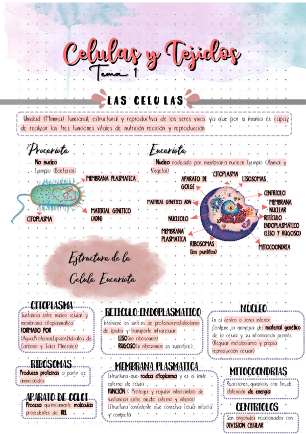 Miniatura del documento TEMA-1--CELULAS-Y-TEJIDOS.pdf