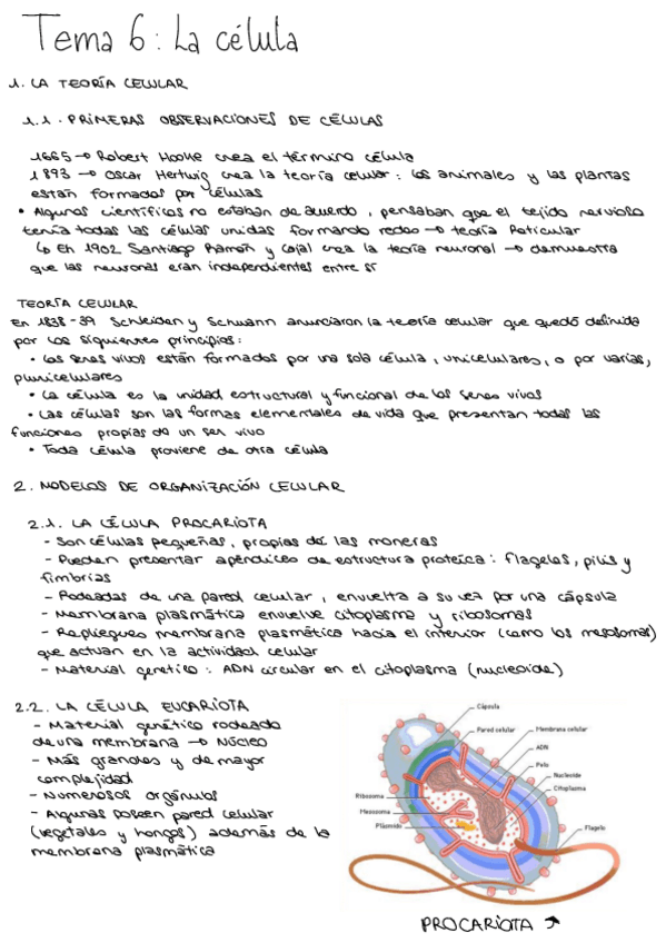 Miniatura del documento Tema-6-La-celula-Biologia-2oBach.pdf