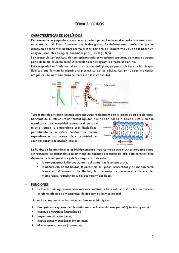 Miniatura del documento Tema-3-Lipidos.pdf