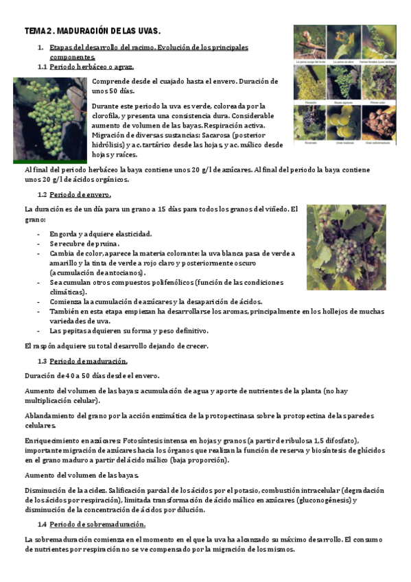 Miniatura del documento TEMA-2-ENOLOGIA.pdf