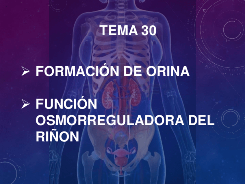 Miniatura del documento Tema-30Formacion-orinaRegulacion.pdf