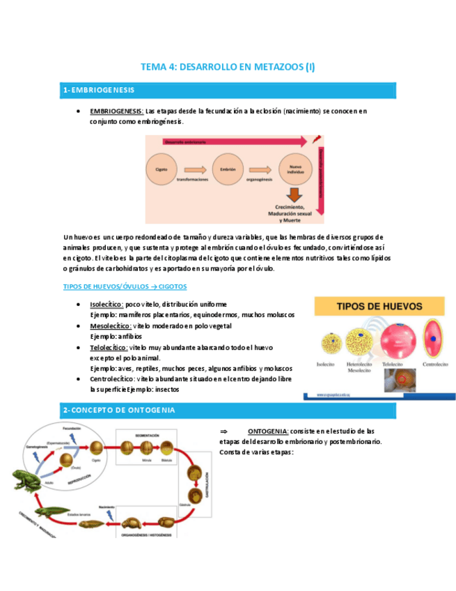 Miniatura del documento TEMA-4-DESARROLLO-EN-METAZOOS-I.pdf