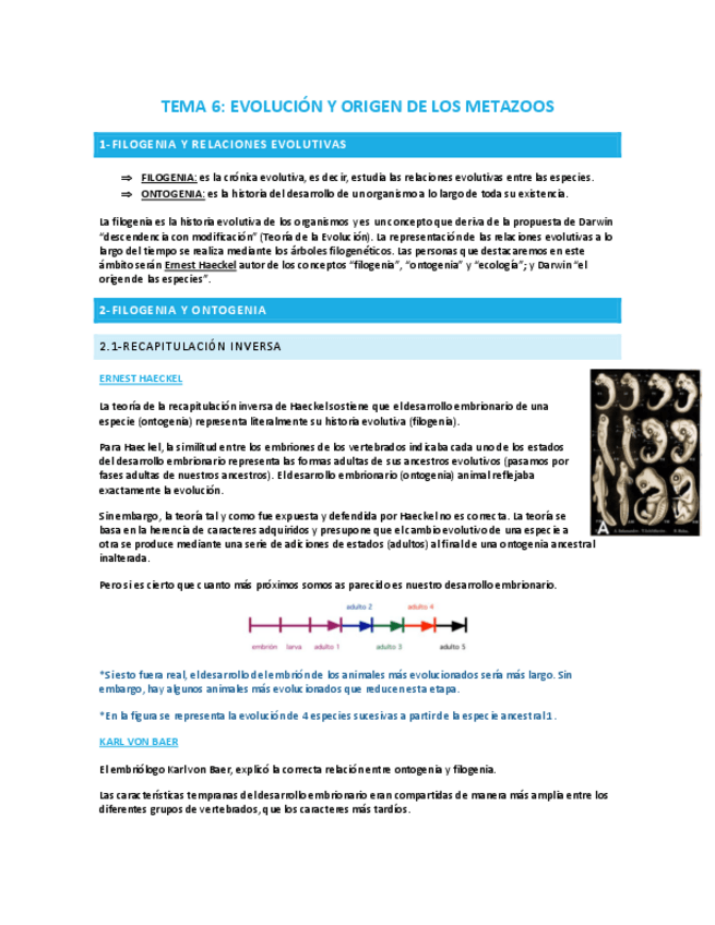 Miniatura del documento TEMA-6-EVOLUCION-Y-ORIGEN-DE-LOS-METAZOOS.pdf