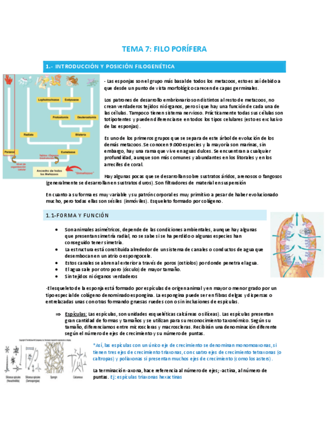Miniatura del documento TEMA-7-FILO-PORIFEROS.pdf