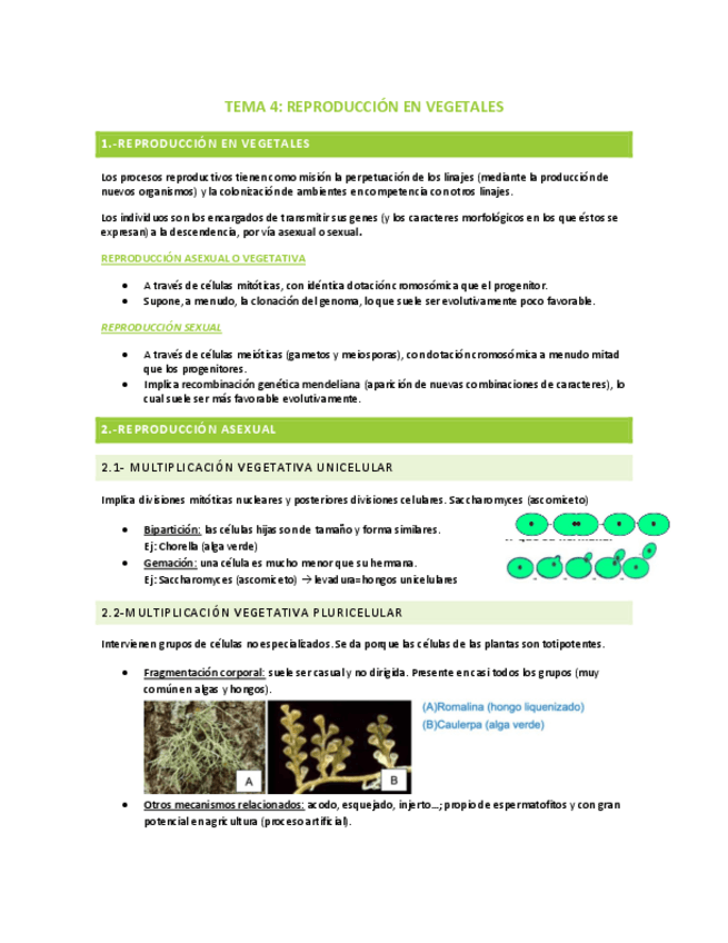 Miniatura del documento TEMA-4-NIVELES-MORFOLOGICOS-DE-ORGANIZACION.pdf