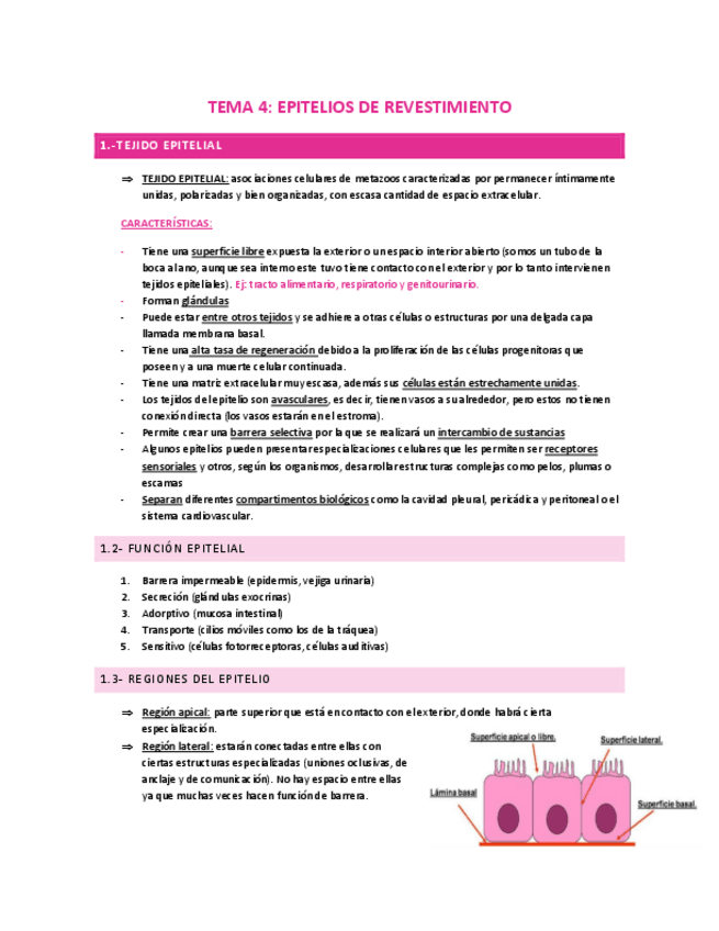 Miniatura del documento TEMA-4-TEJIDO-EPITELIAL.pdf