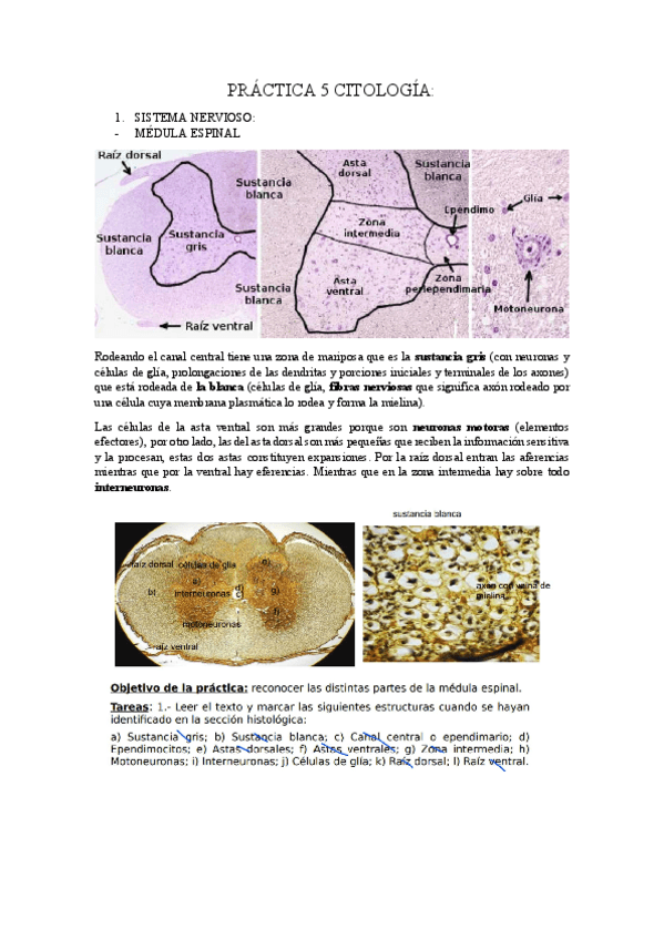Miniatura del documento practica-5-apuntas.pdf
