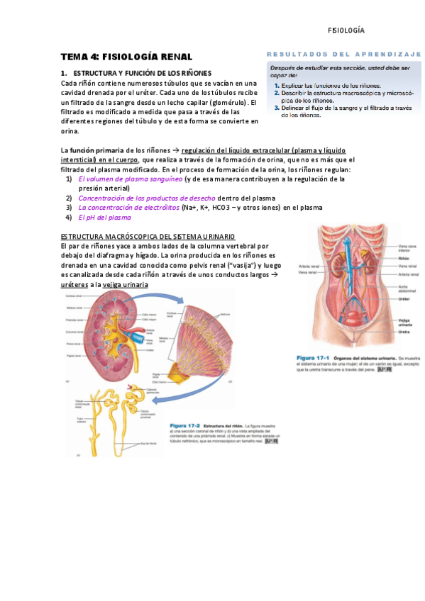 Miniatura del documento Tema-4-Fisiologia-renal.pdf