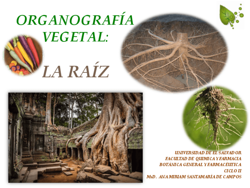 Miniatura del documento Organografia-vegetal-La-Raiz-AV.pdf
