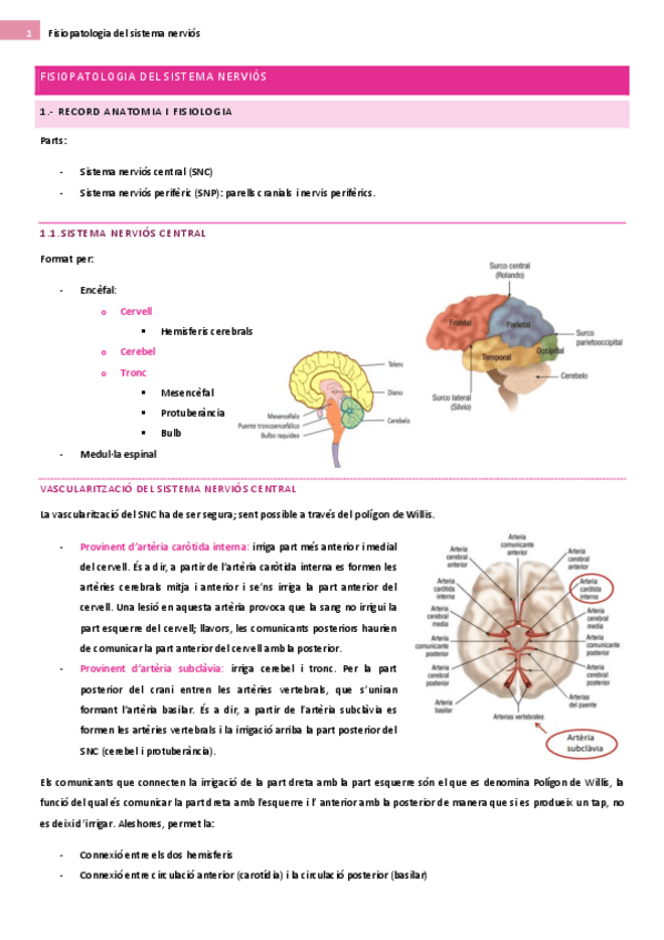 Miniatura del documento Introduccio-a-la-fisiopatologia-del-sistema-nervios.pdf