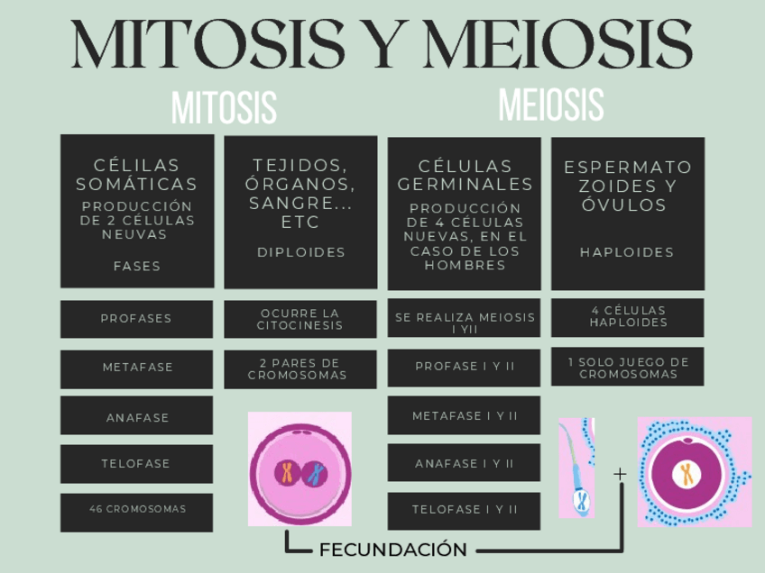 Miniatura del documento Mitosis-y-Meiosis.pdf