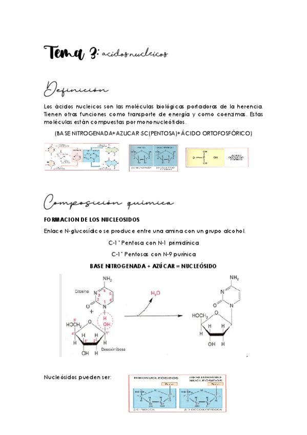 Miniatura del documento TEMA-3-acidos-nucleicos.pdf