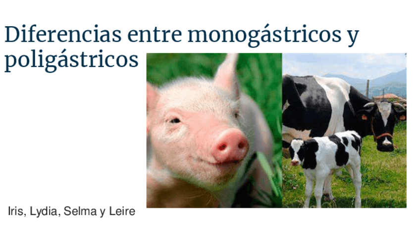 Miniatura del documento Diferencias-entre-monogastricos-y-poligastricos.pdf