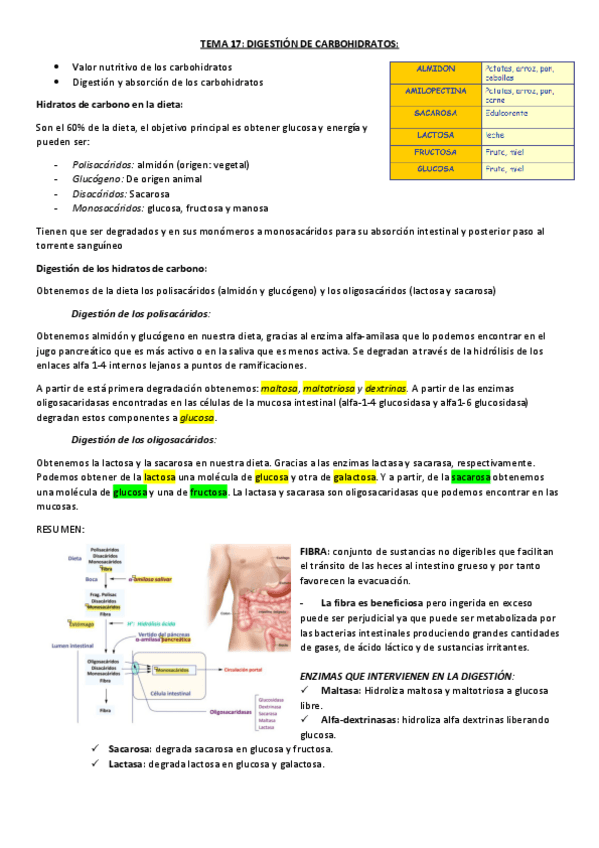 Miniatura del documento TEMA-17-digestion-de-carbohidratos.pdf