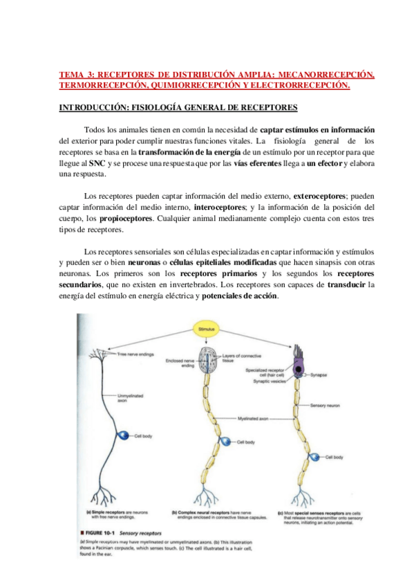 Miniatura del documento AP-FISIO-COMPARADA-TEMA-3-WH.pdf